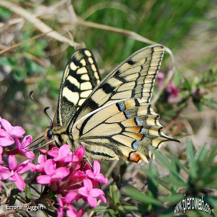 8 - Papilio Machaon sui fiori di Dafne.JPG